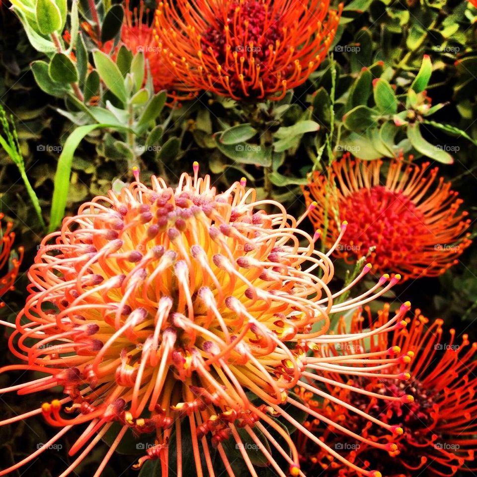 Blooming Protea