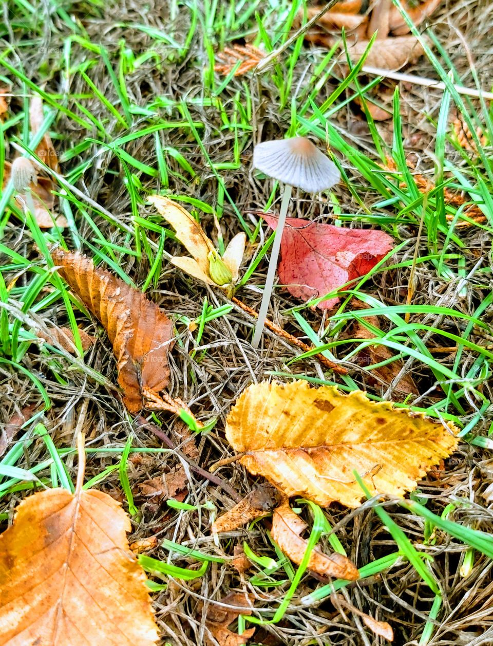 Mushroom in my garden
