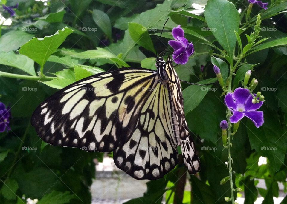 Butterfly Elegance