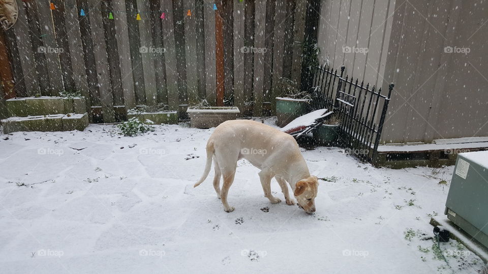 henry smelling the snow