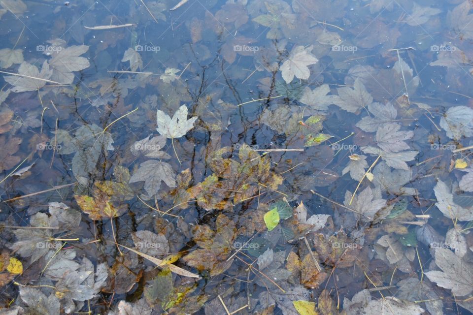 Tree, Nature, Leaf, Season, Fall