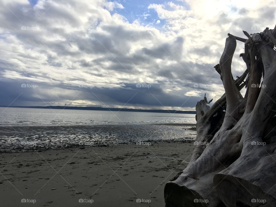 Beach tree root