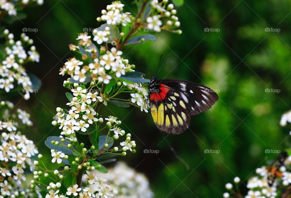 Beautiful and colourful butterfly