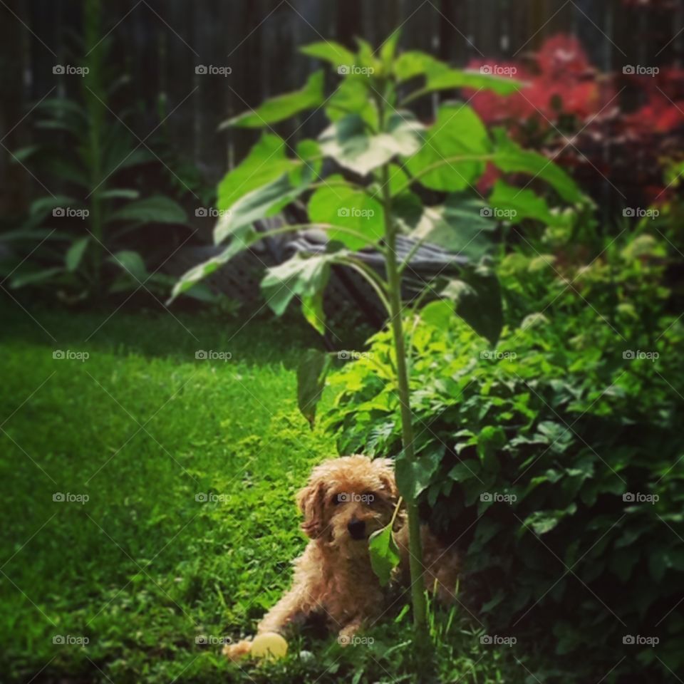 My dog. Under the sunflower shades.