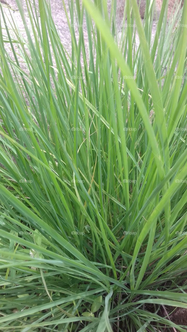 grass