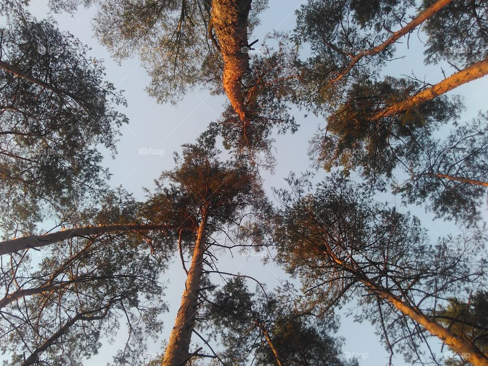 Pine, Tree crown, Conifer, sky