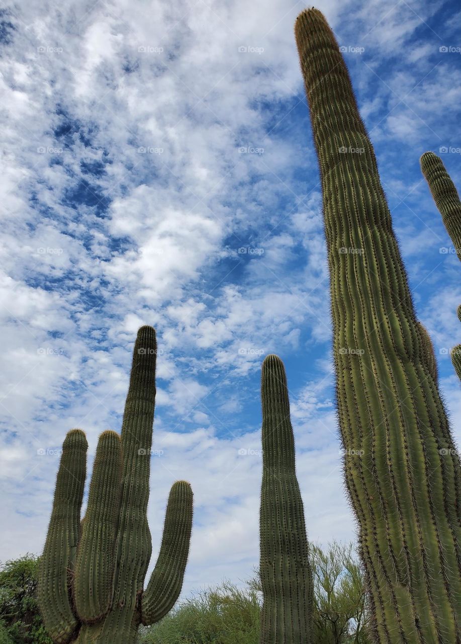 Saguaro Cactus Reaching for the Sky