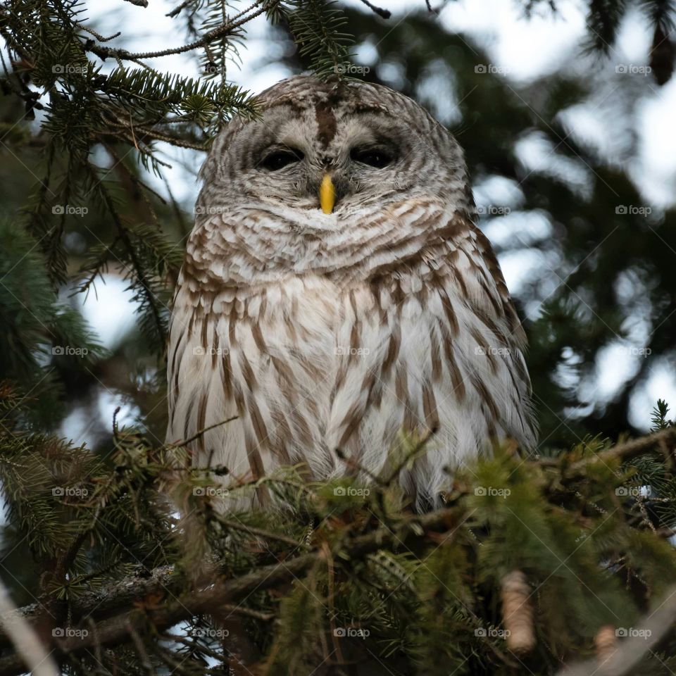 Barred owl