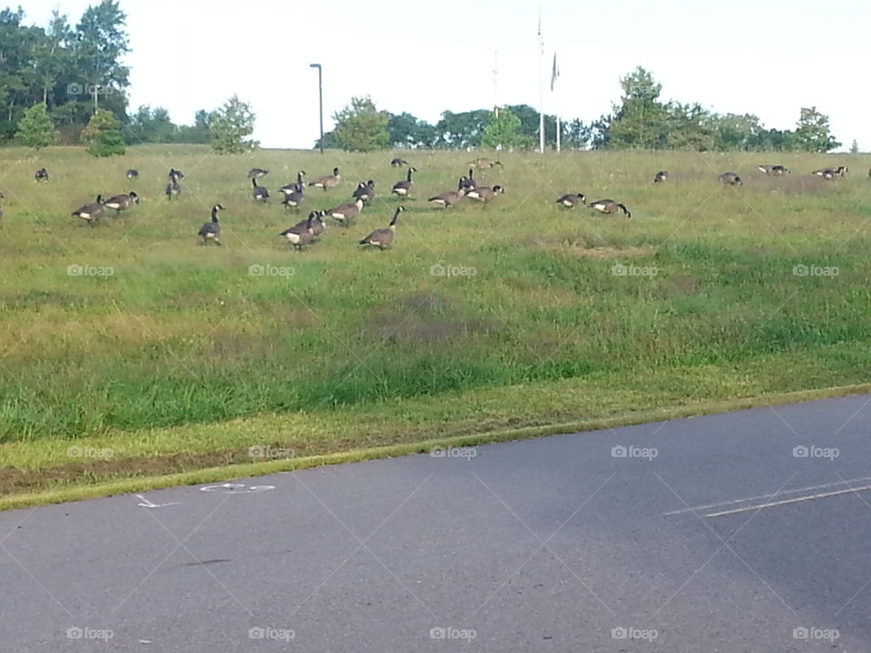 geese in field