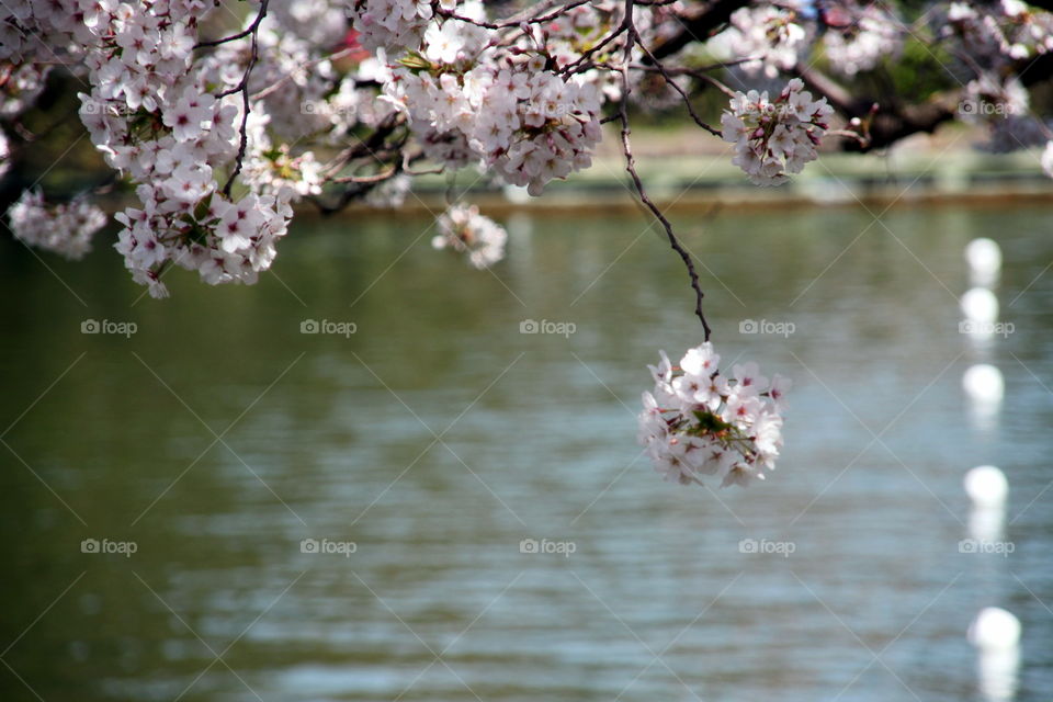 cherry blosssom