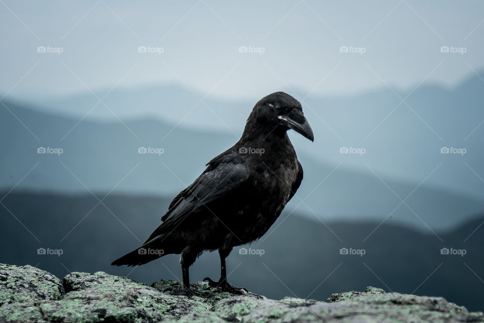 Crow 