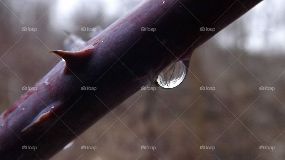 Close macro shot of a water droplet on a thorny branch