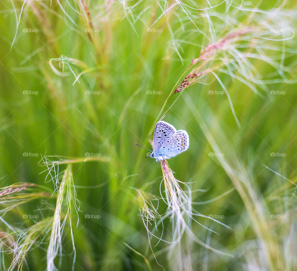 nature butterfly blue violet