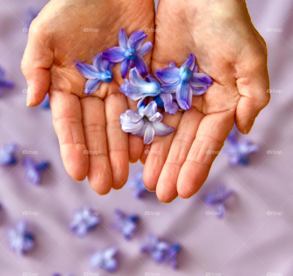 Hyacinth flowers held in hands of a woman 