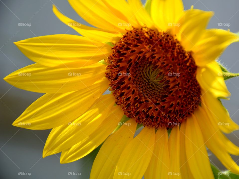 Bright sunflower close-up