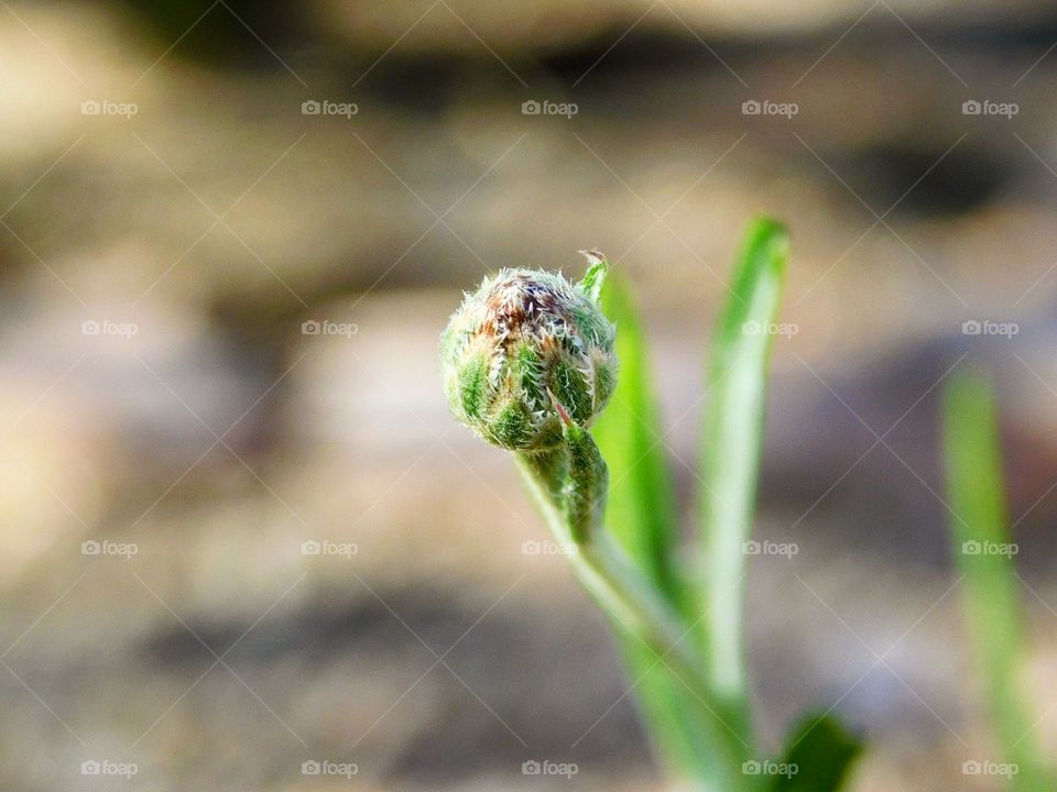 The Tiniest Flower Bud