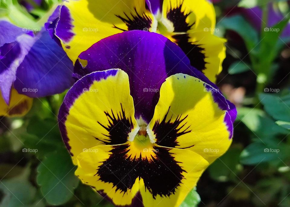 Complementary Colors, Flower