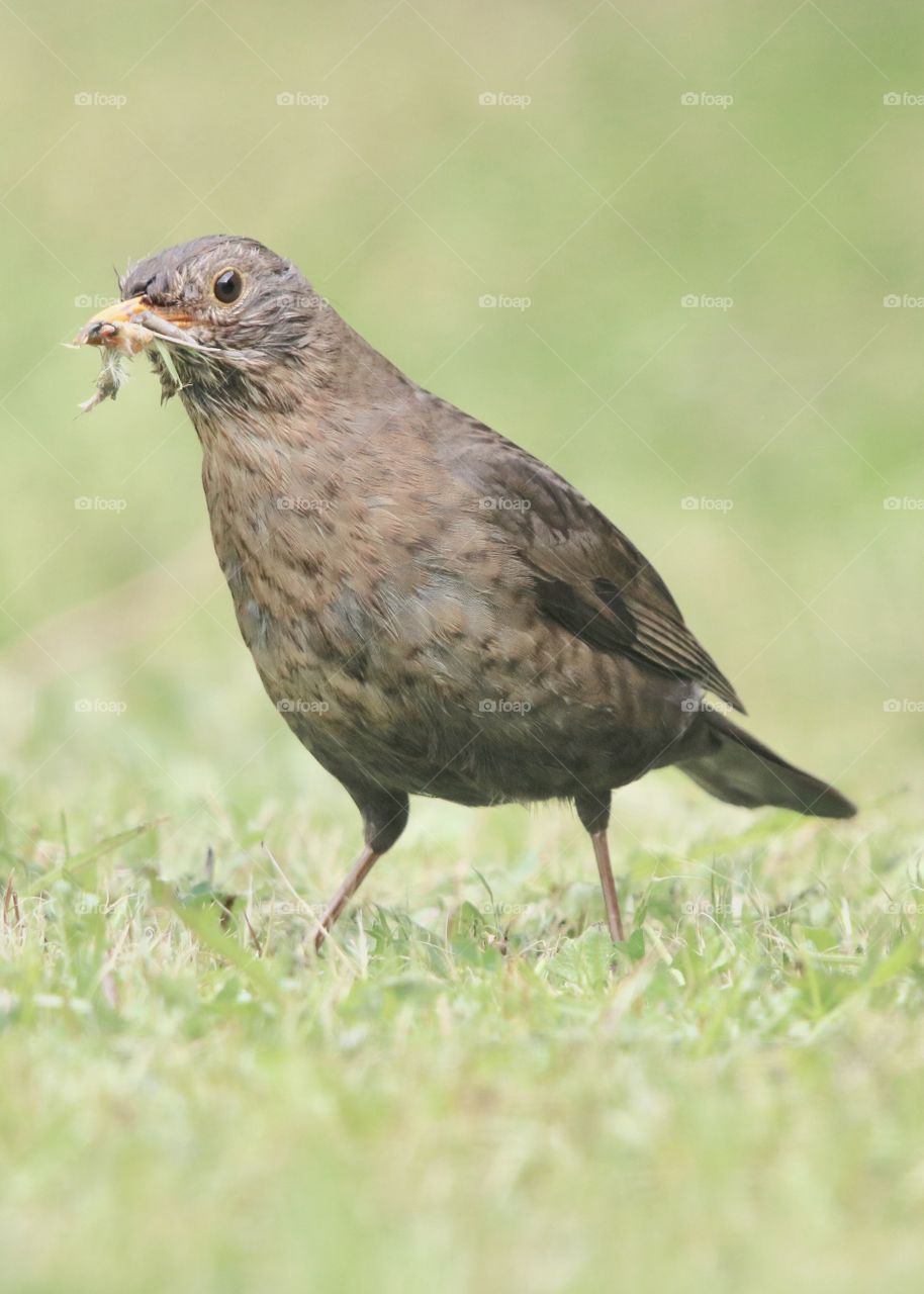 female blackbird with a worm in its beak