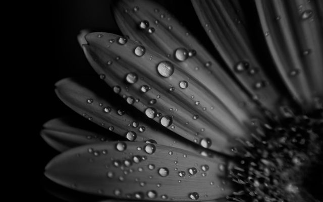 Black and white flower with drops of waters