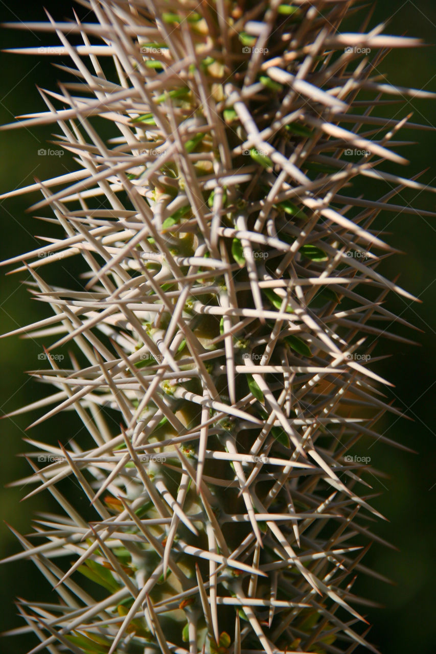 cactus spikes needles spines by kshapley