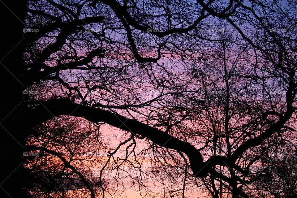 sky black purple tree by georgiadb