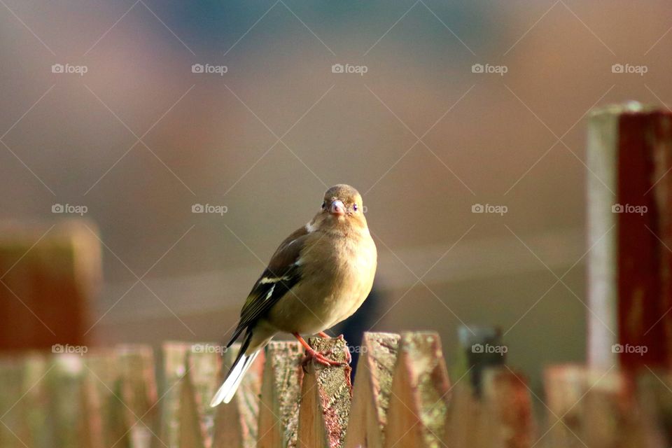 It's just a sparrow and how much joy he gives me