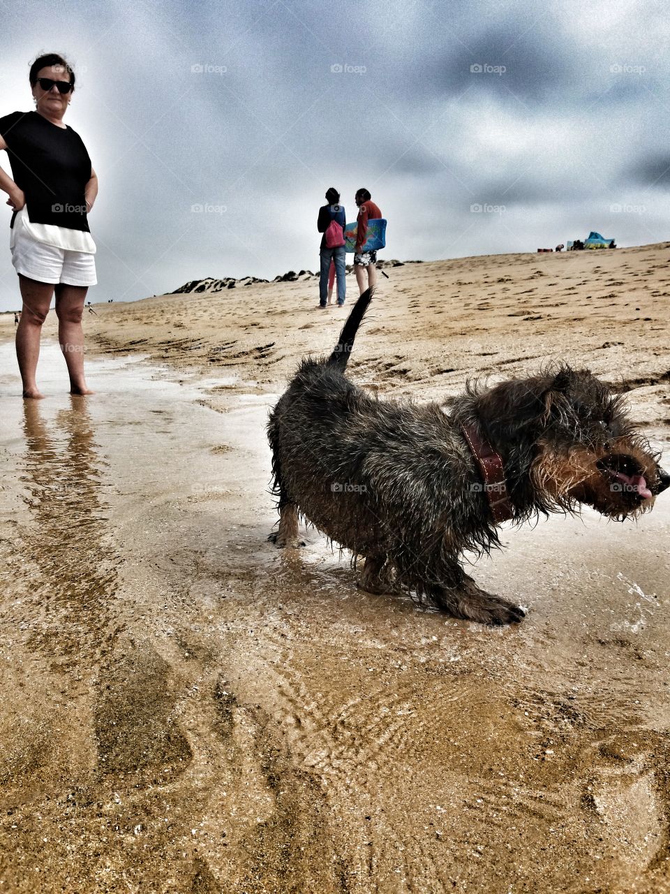 dog in beach