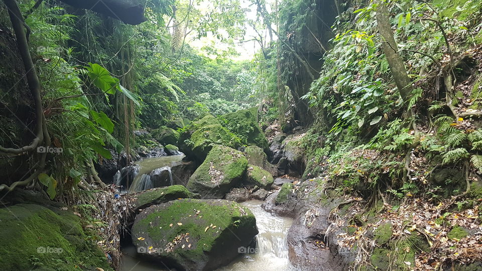 deep in the monkey forest the stream ends at a beautiful location