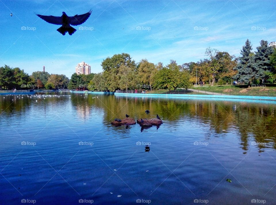 lake in the park озеро в парке