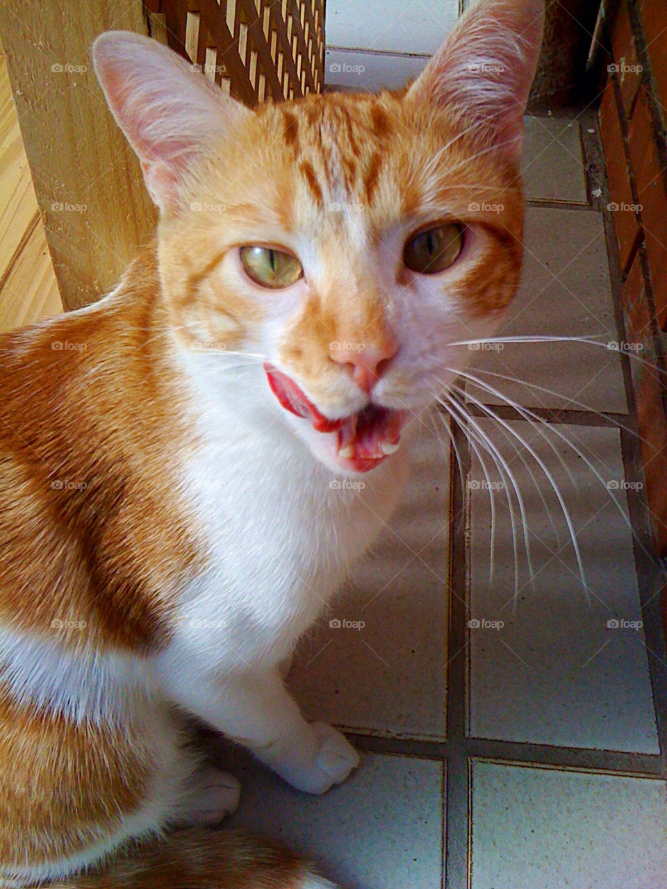 cat funny tongue tasty by iDavidHD