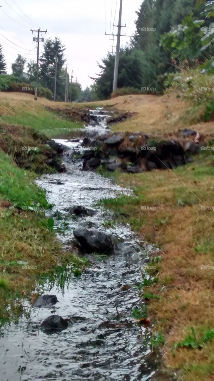 Stream Being Created. This sprang up from underground after a hard evening rain and trickled down to me.