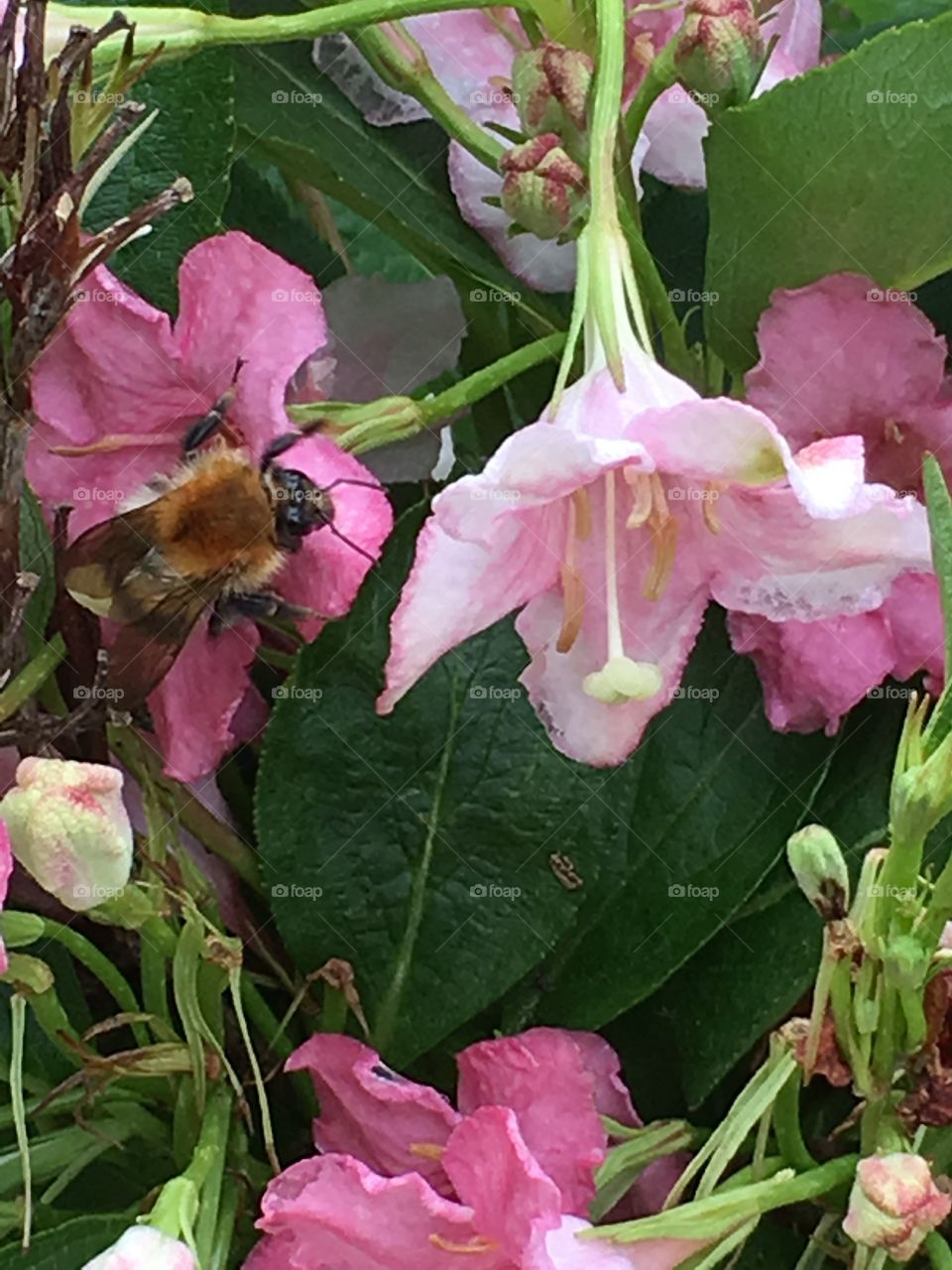 Common carder bee crawling between flowers on a multi-tonal Weigela flower bush in the garden