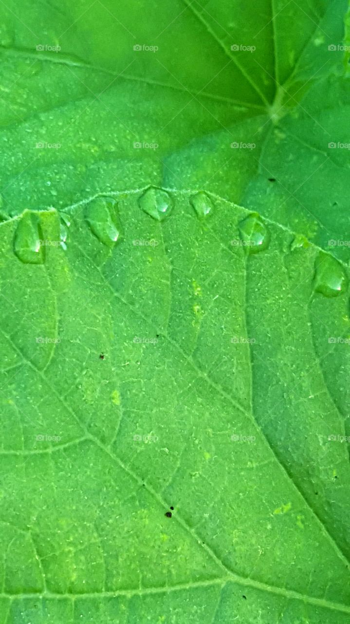 Cantaloupe leaf