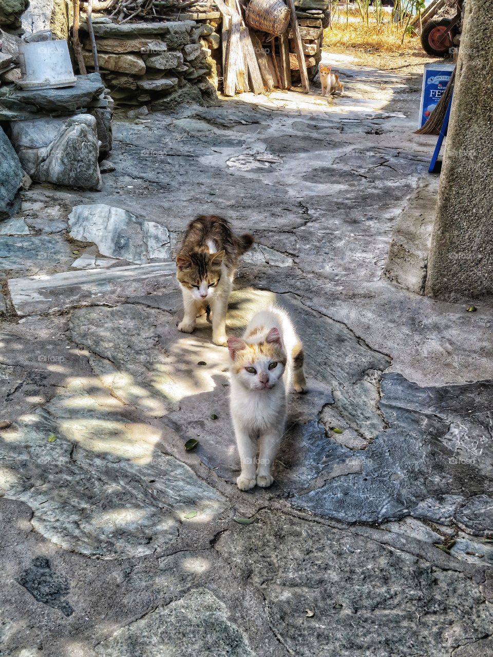 Greek cats Folegandros 