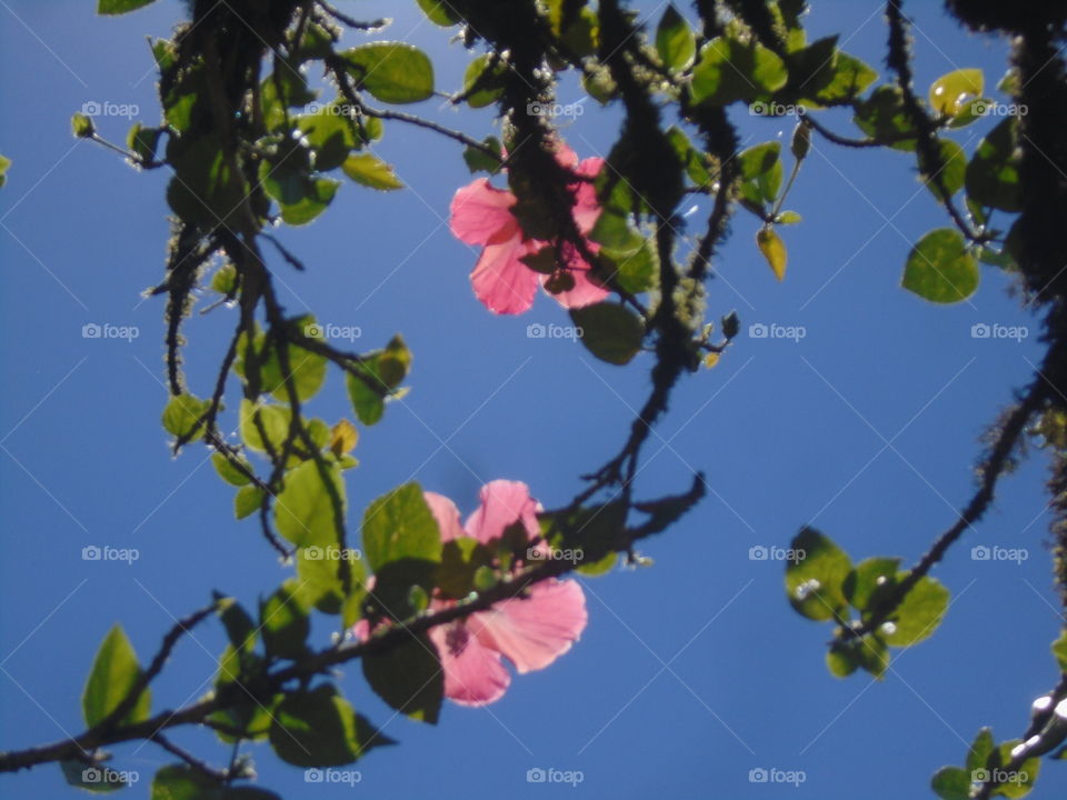 LEAVES, FLOWERS, ENVIRONMENT, PLANT, GARTEN.