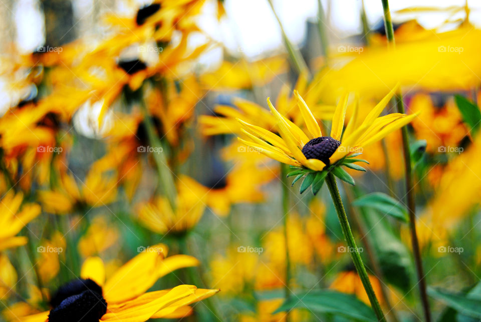 Sunflowers