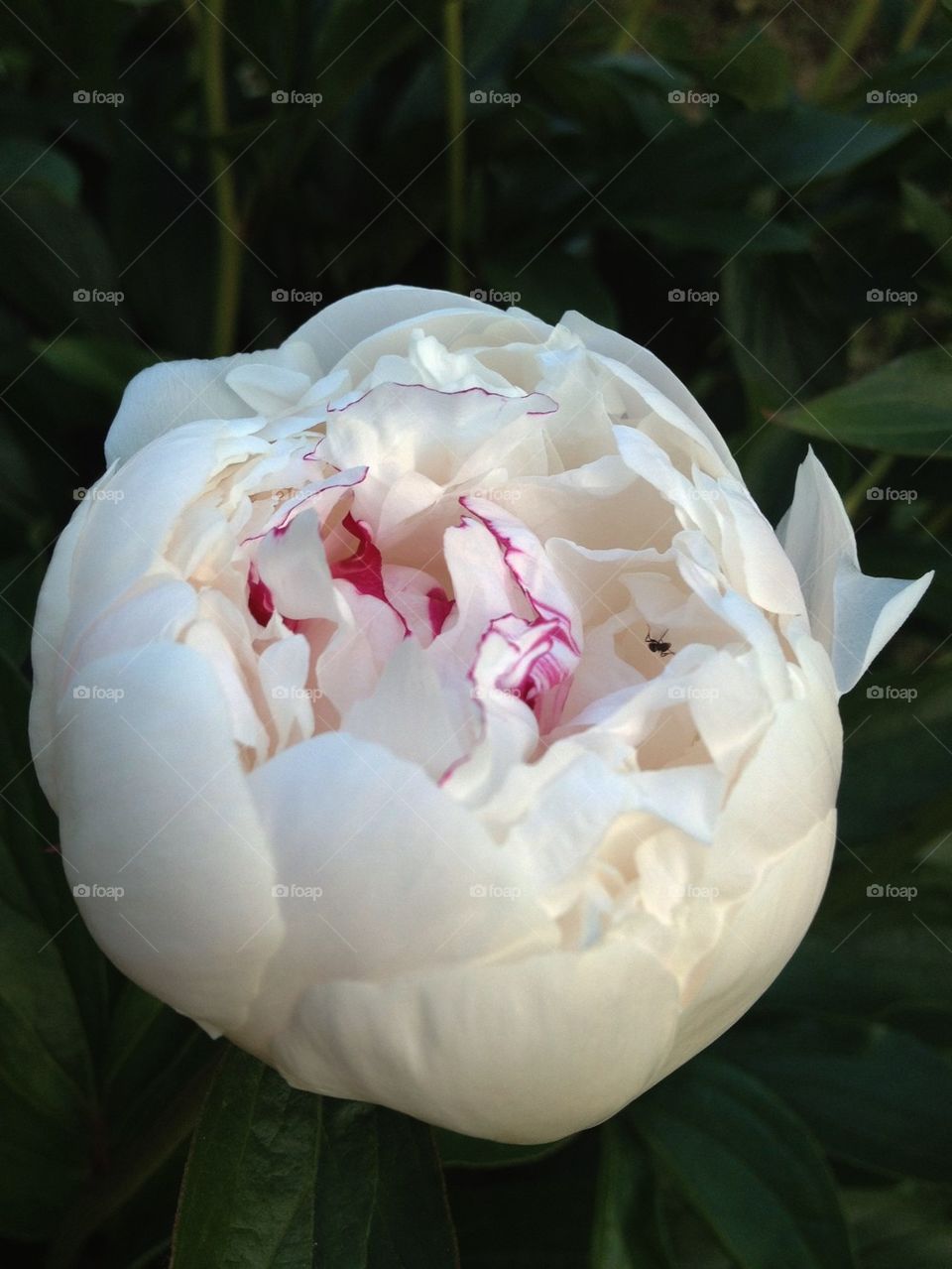 White peony