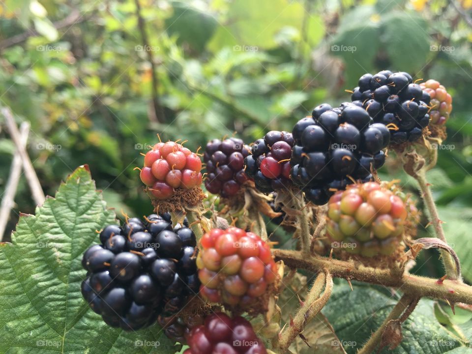 Blackberry fruit growing on plant