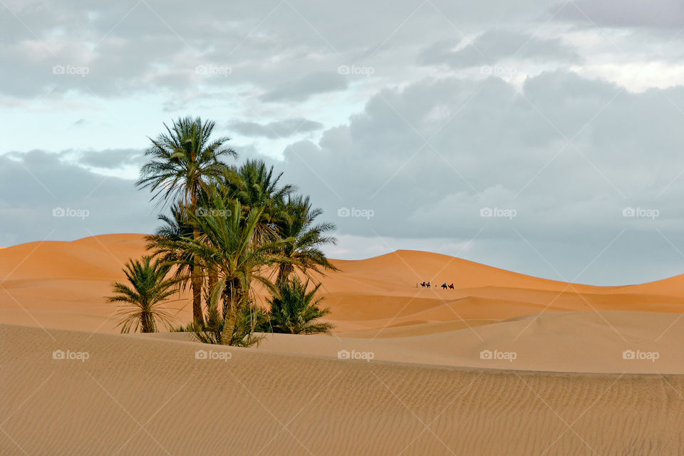 Famous and iconic sahara sand dunes of moroccan desert near merzouga, morocco, north africa