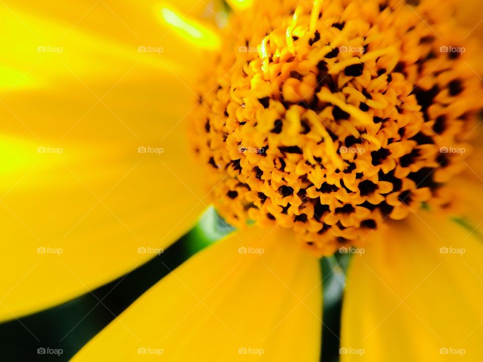 Yellow flower