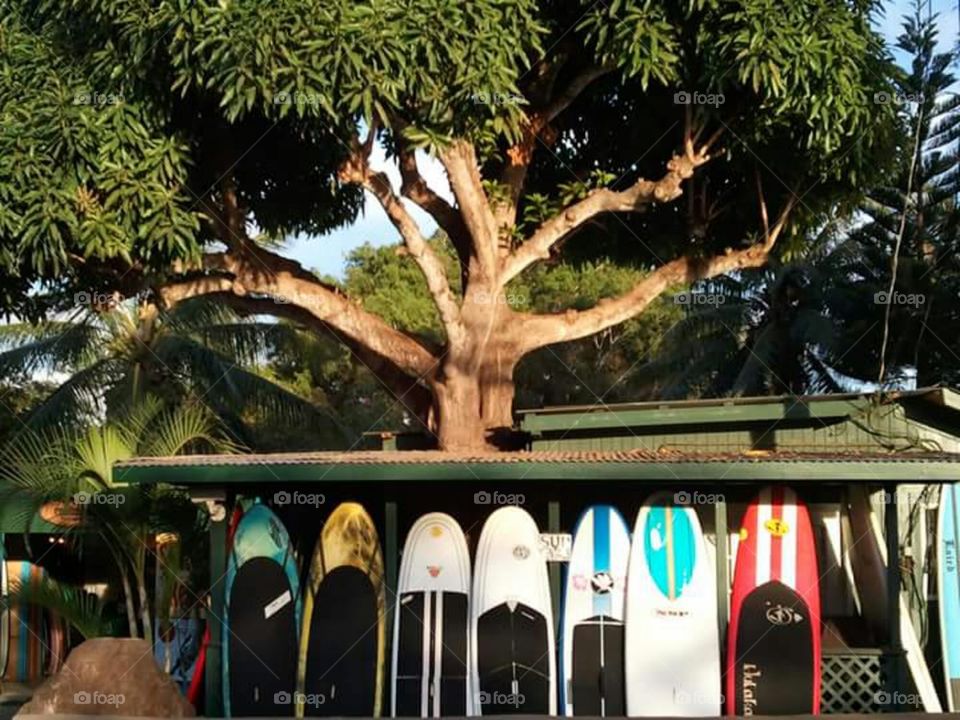 Doubt paddle board rental on Oahu, Hawaii