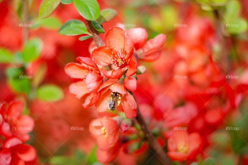 Complementary Colors, Red and Green