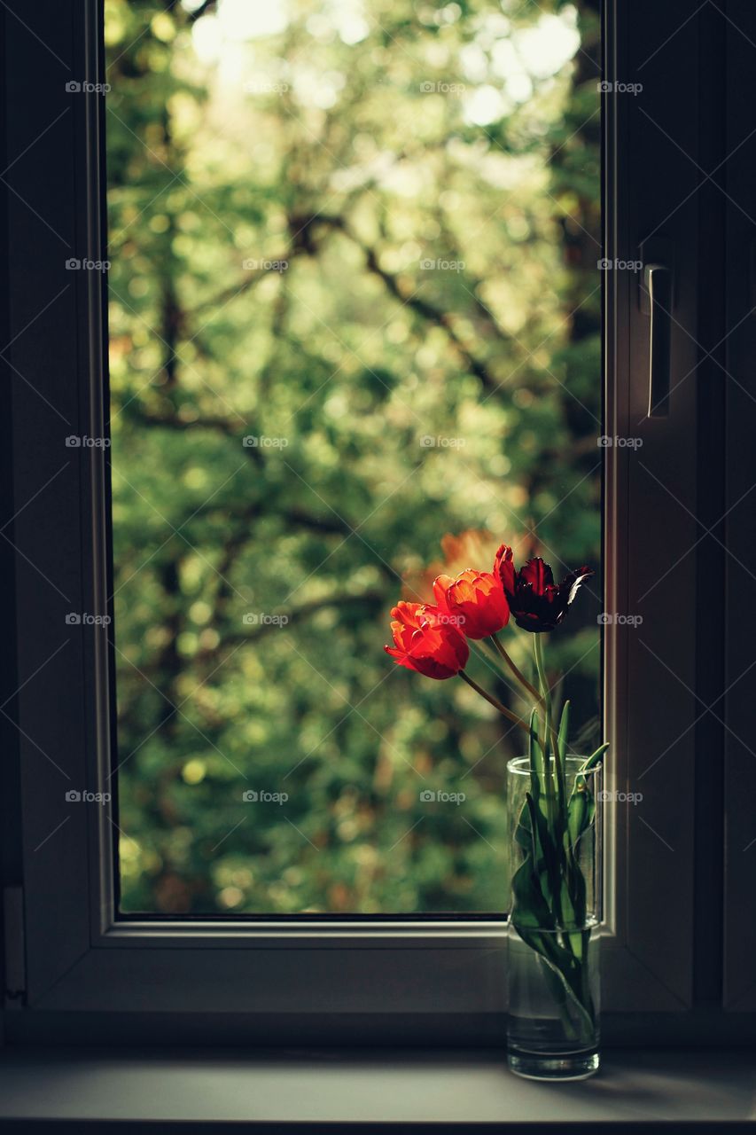 Red and black tulip in spring