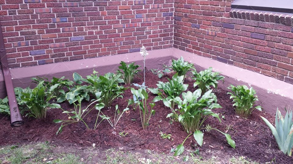 hosta garden