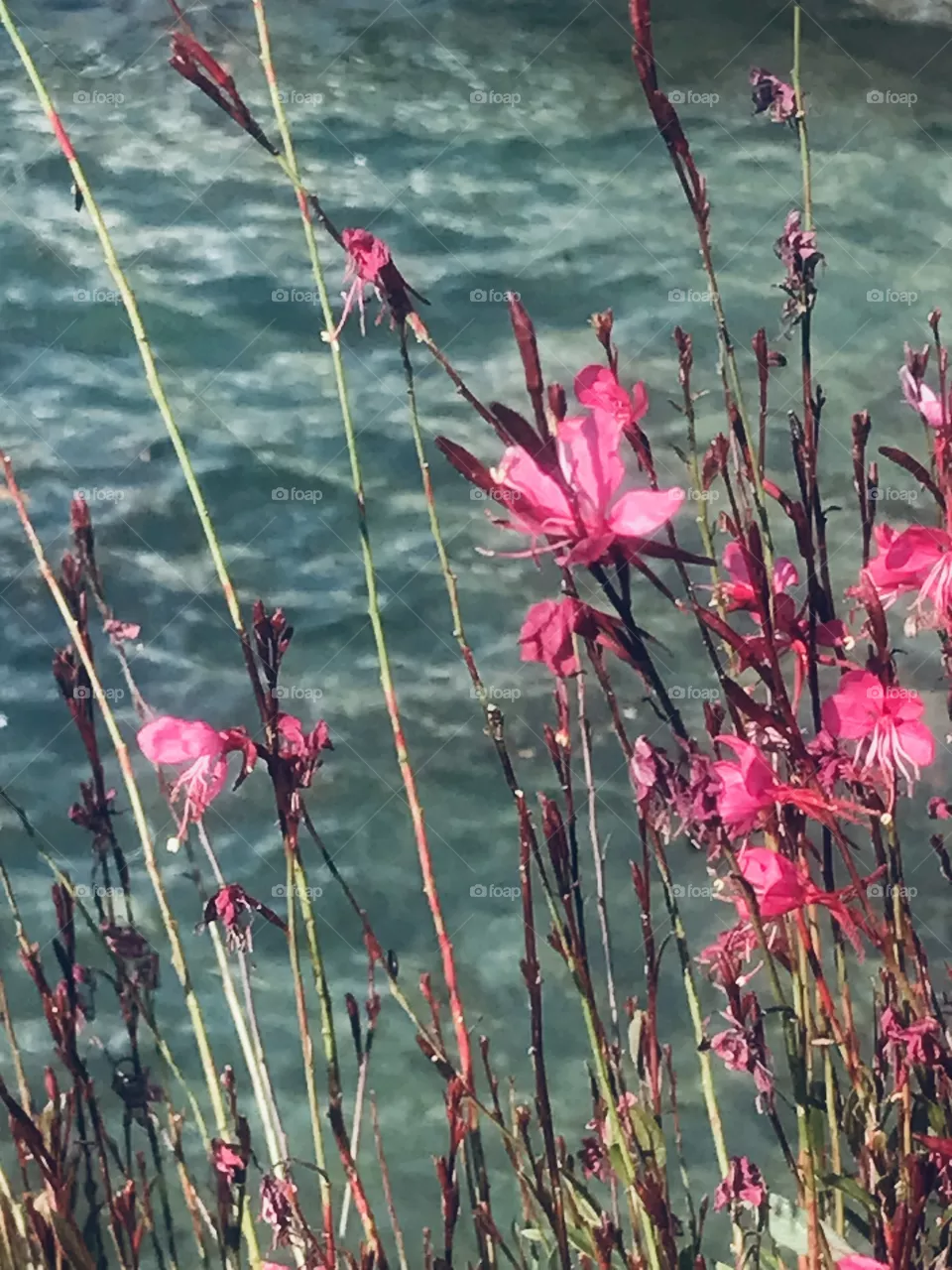 Fiori 