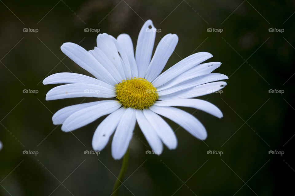 Daisy flower - prästkrage 
