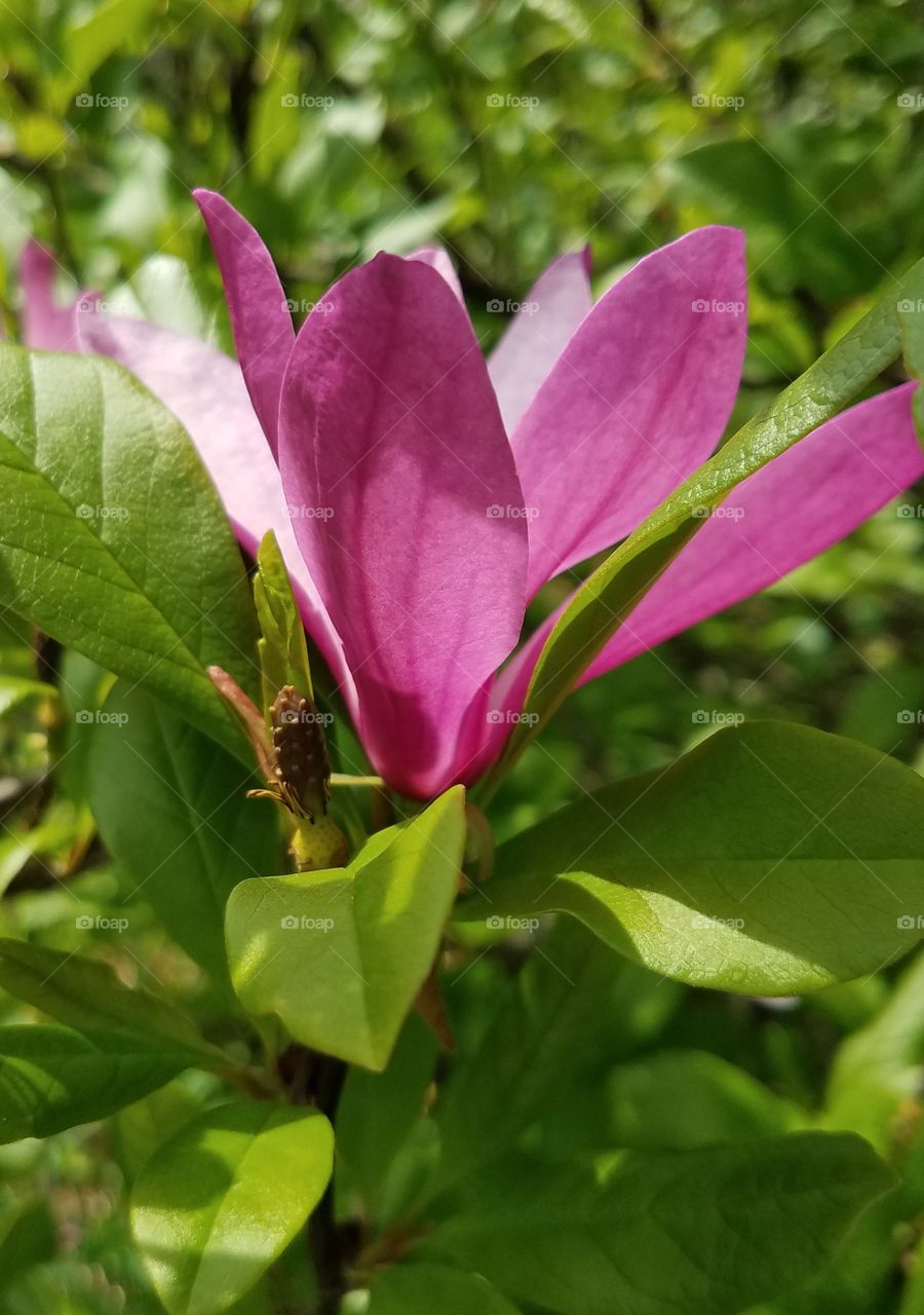 magnolia blossoms