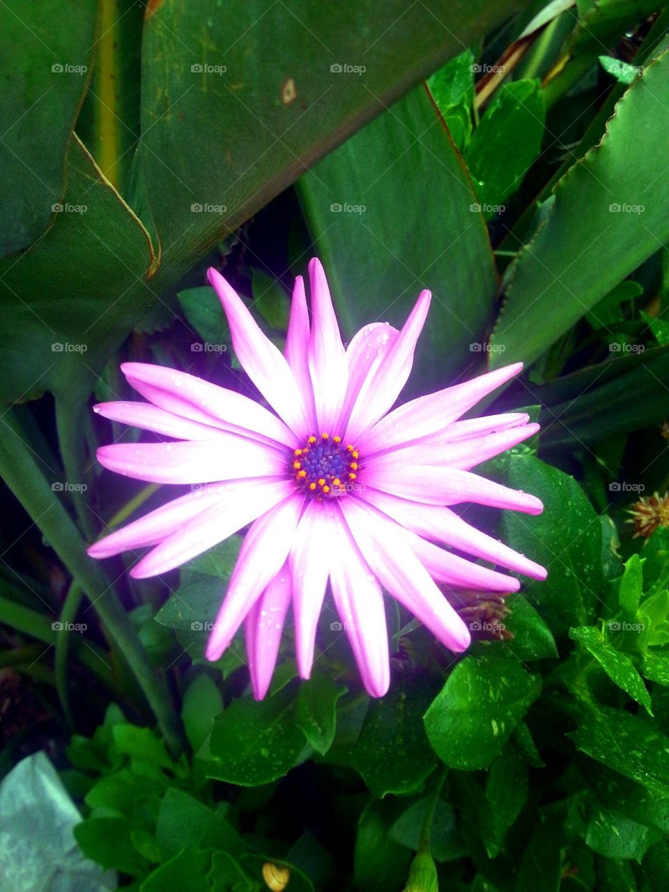 flower