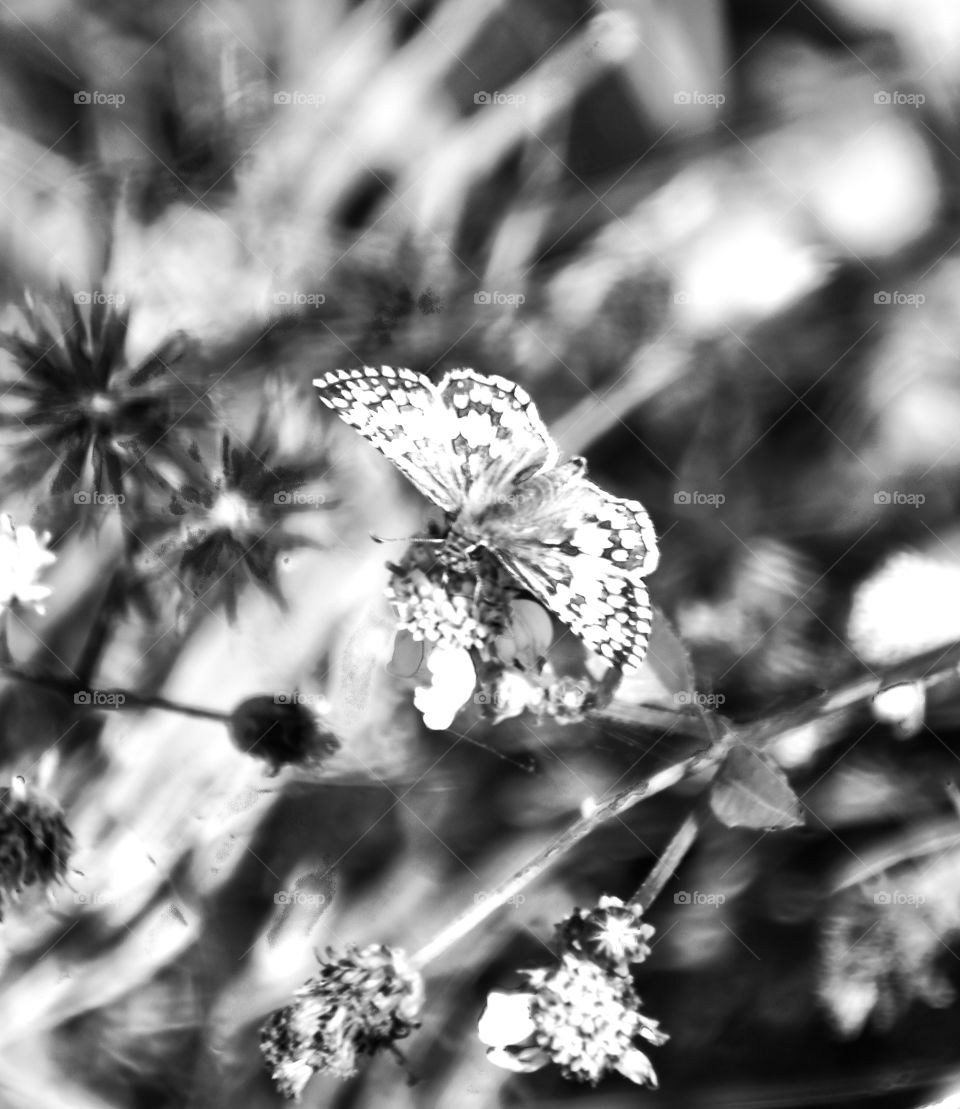 Butterfly in Black and white