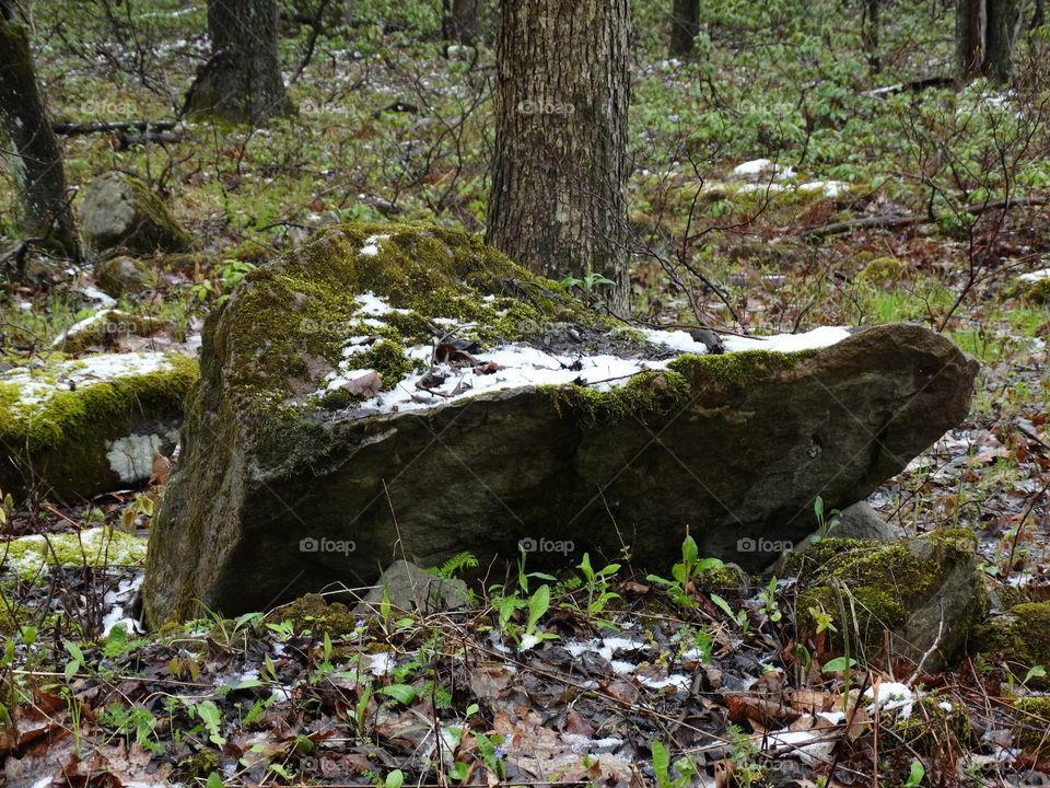 Moss rock with snow